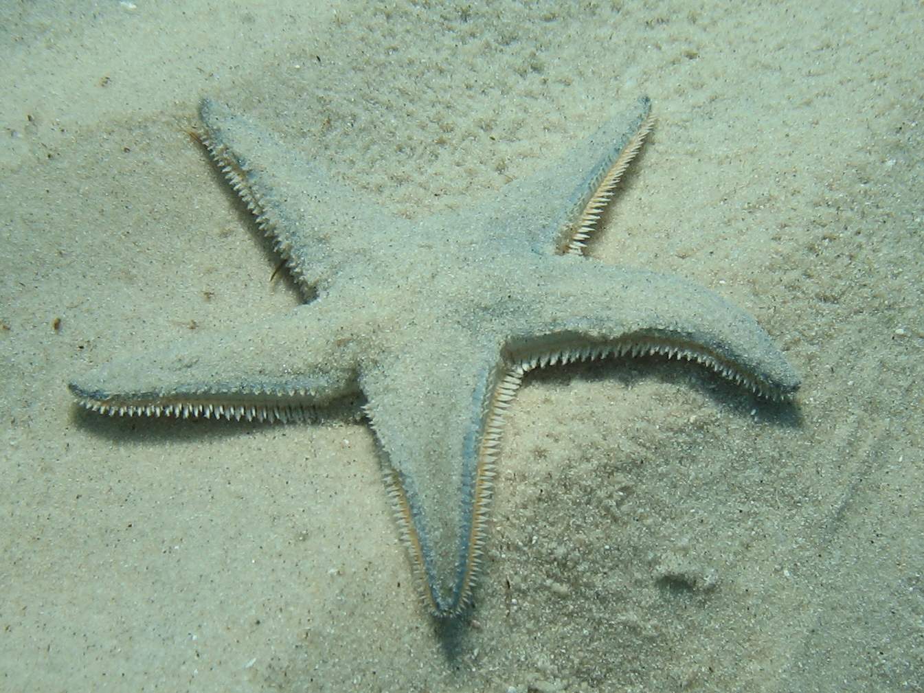 Astropecten